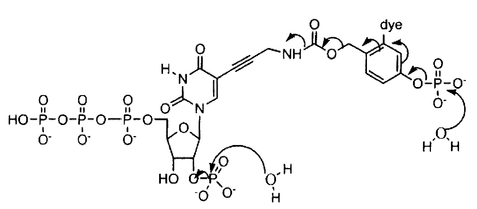 Reversible Terminator Nucleotides And Methods of Use