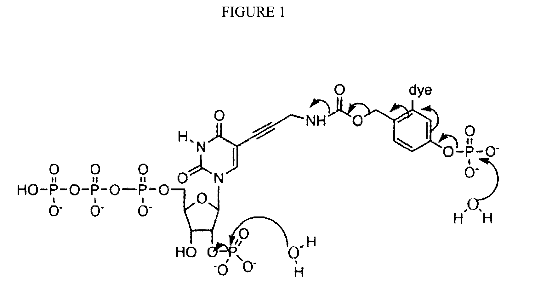 Reversible Terminator Nucleotides And Methods of Use