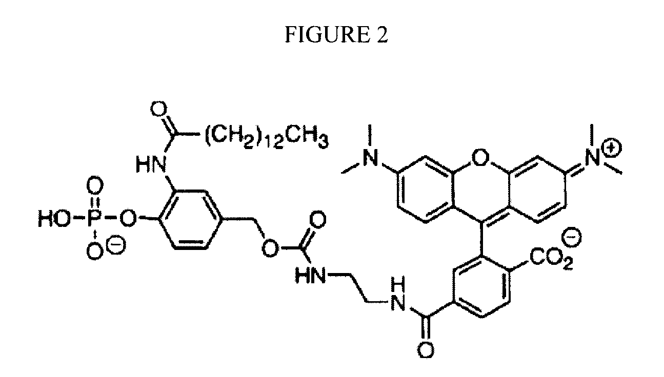 Reversible Terminator Nucleotides And Methods of Use