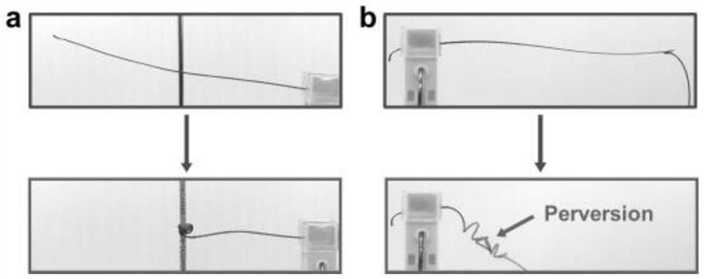 Preparation method and application of shape memory hydrogel