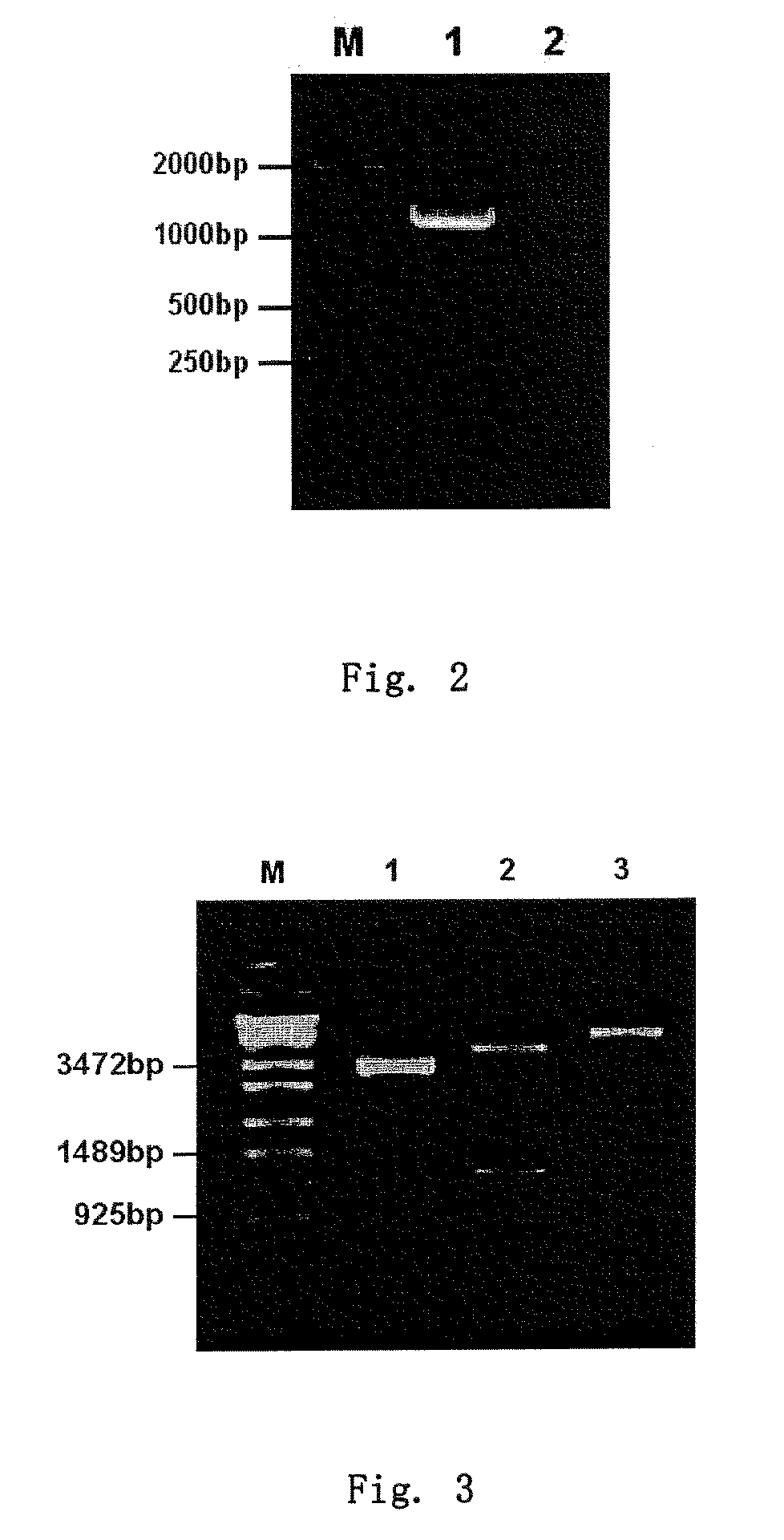 RECOMBINANT ADENOVIRUS COMPRISING RECOMBINANT khp53 GENE AND THE PREPARATION METHOD AND USES THEREOF