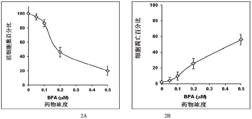 Brefeldin A combined anti-cancer compound medicine