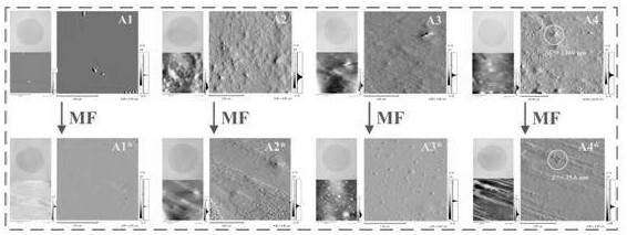 Ball-rod double nanostructure enhanced cold water fish gelatin-based edible film and preparation method and application thereof