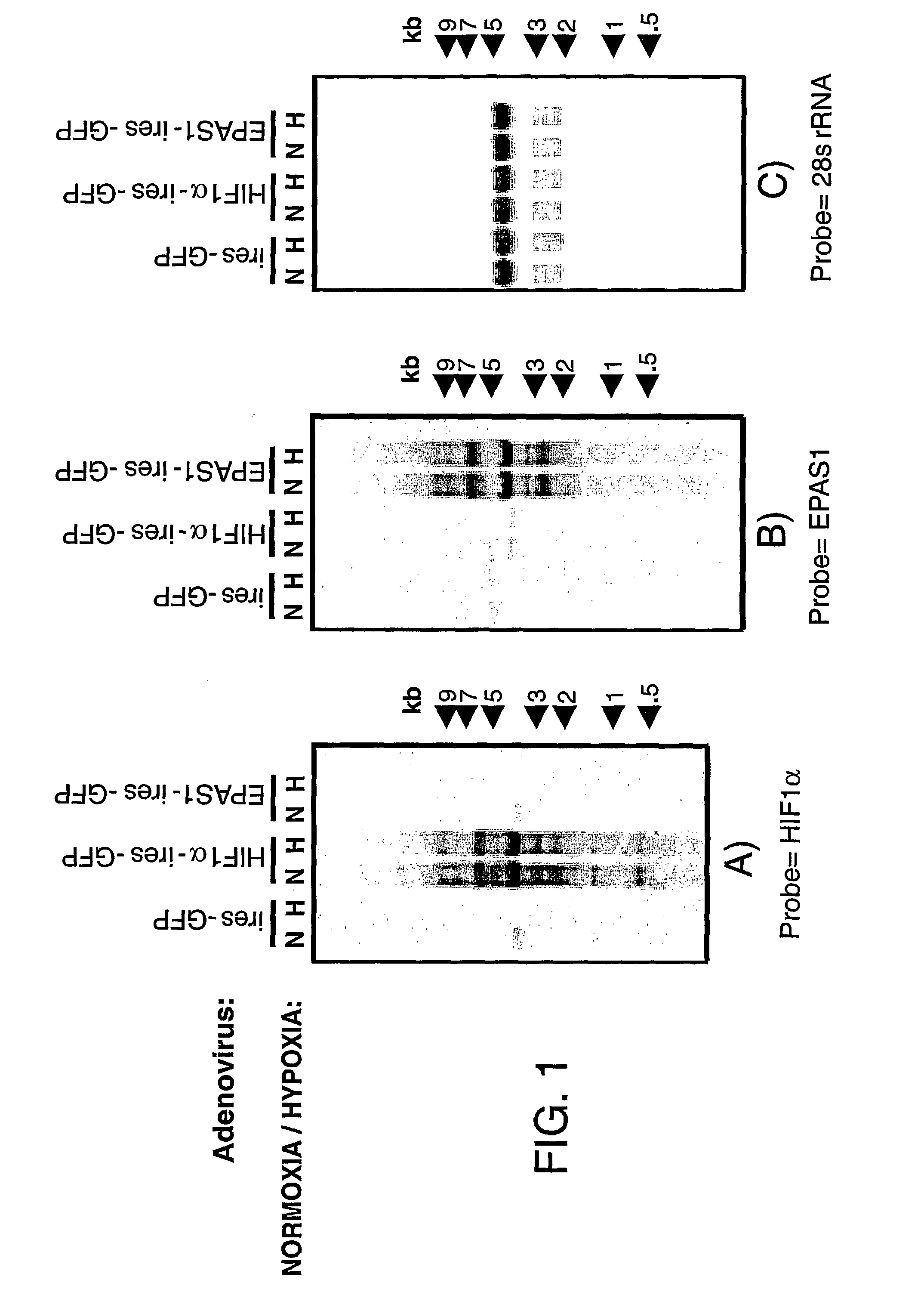 Differential expression screening method