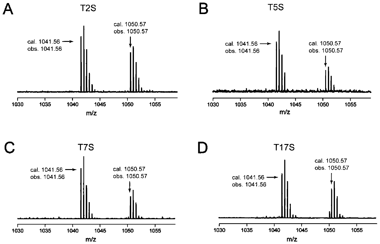 Cypemycin precursor peptide mutant and application thereof and prepared cypemycin analogues