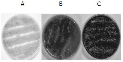 A strain of Neurospora crassa and its application in the development of feed protein