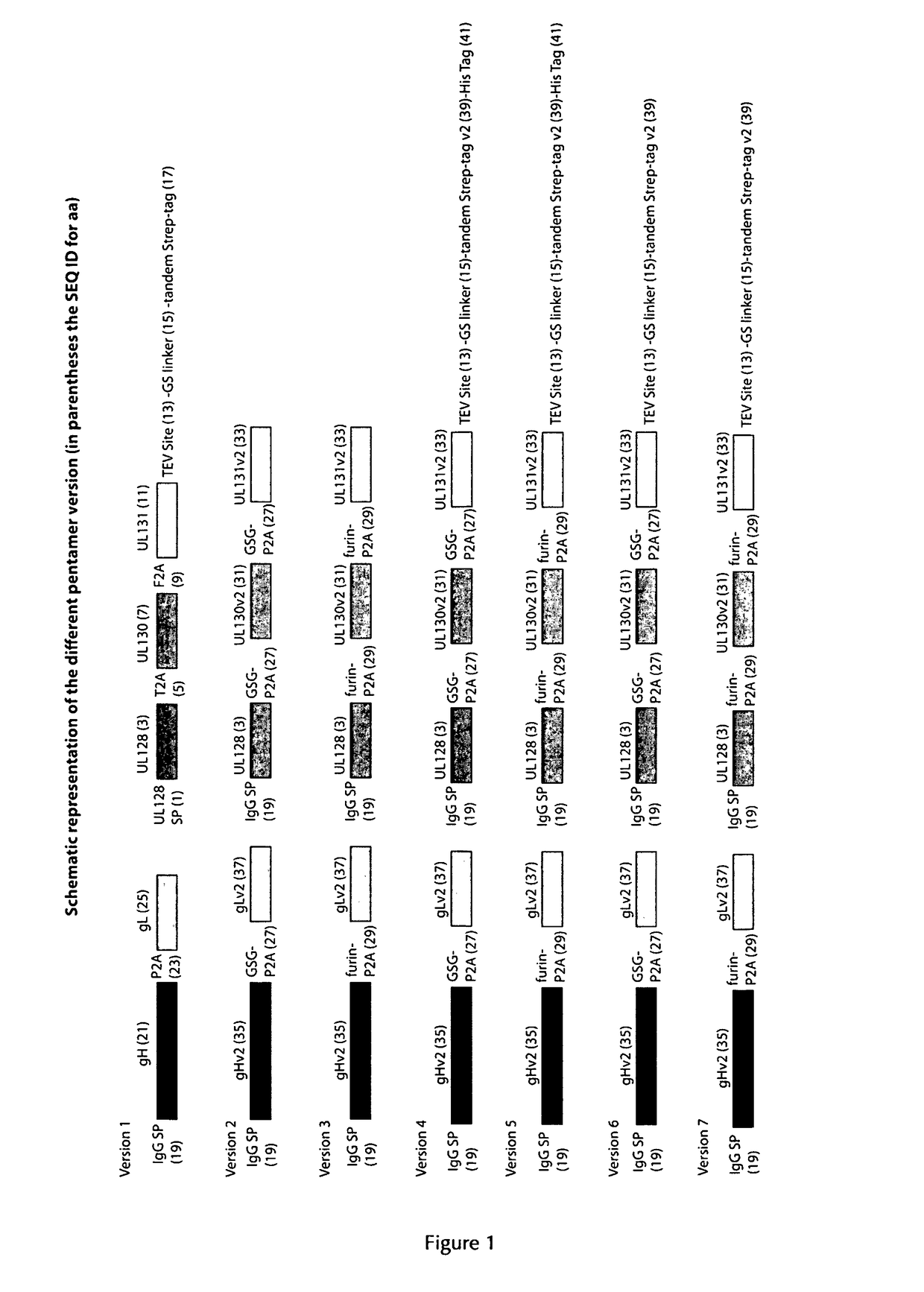 Human cytomegalovirus vaccine compositions and method of producing the same