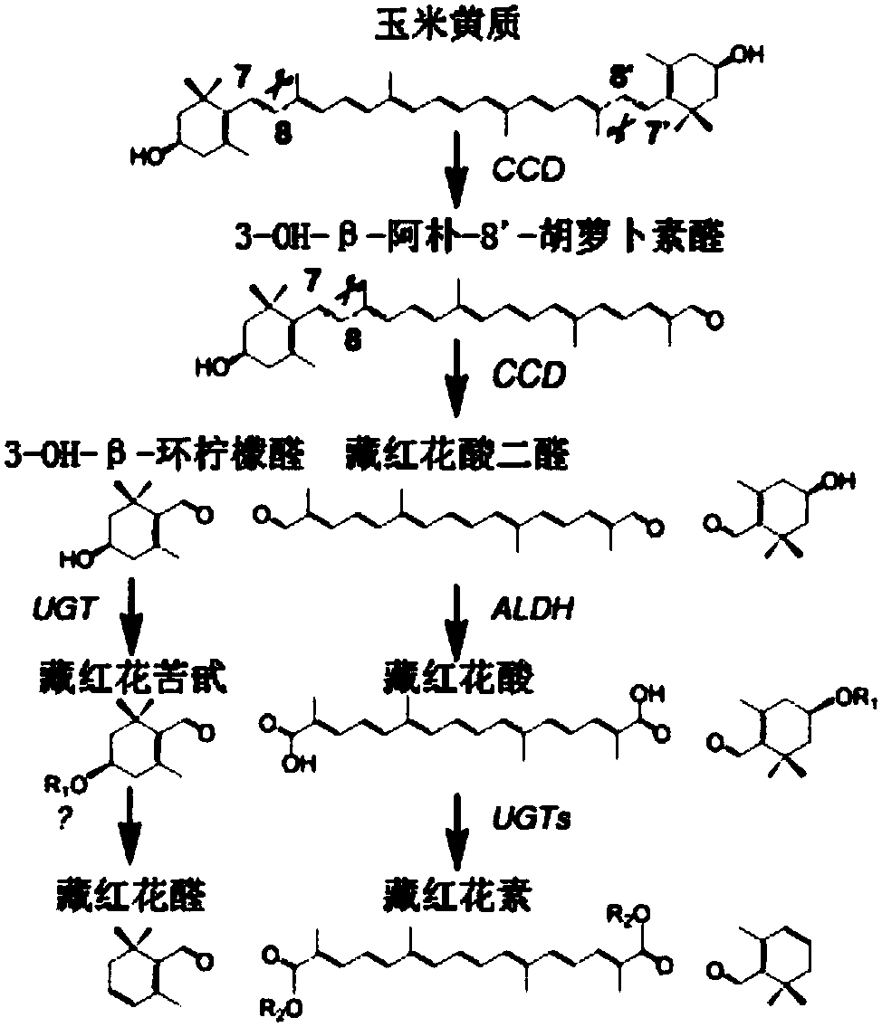 A carotenoid dioxygenase and methods for the biotechnological production in microorganisms and plants of compounds derived from saffron