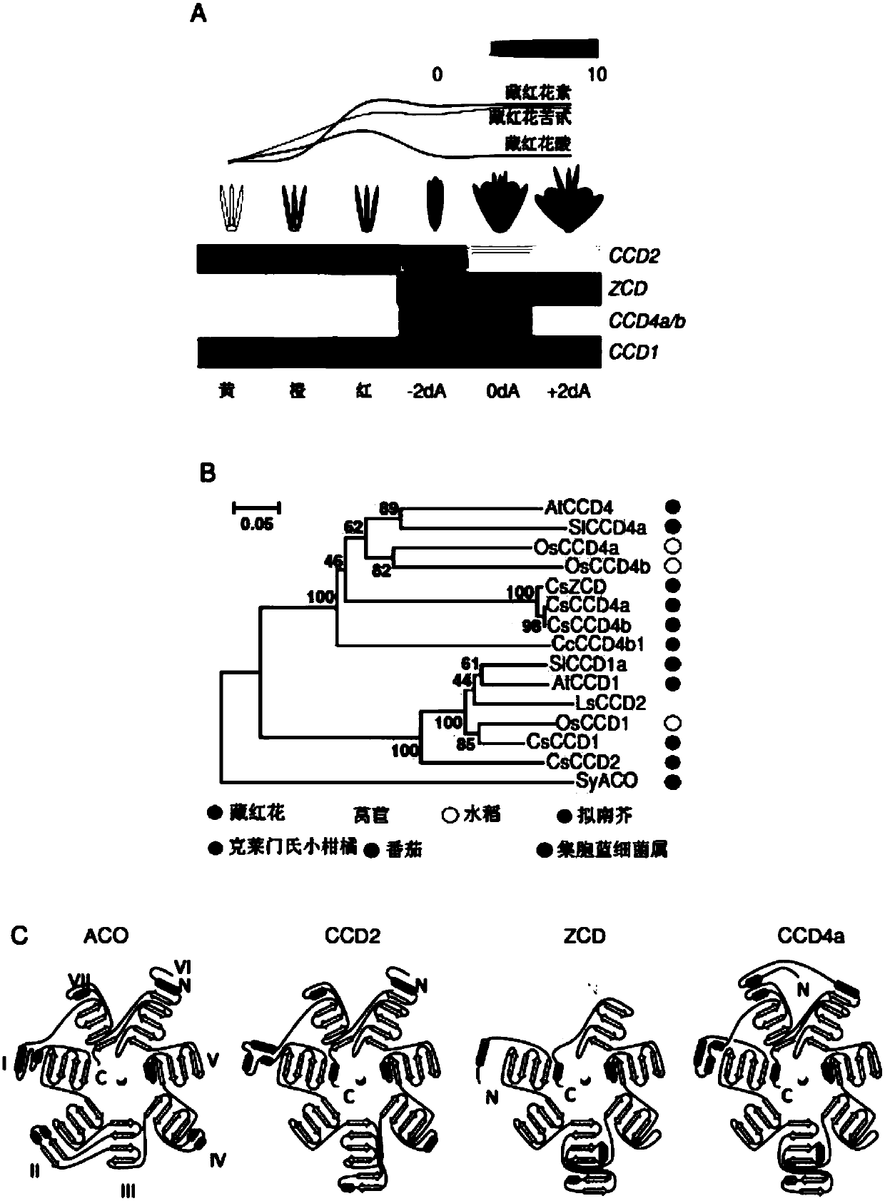 A carotenoid dioxygenase and methods for the biotechnological production in microorganisms and plants of compounds derived from saffron