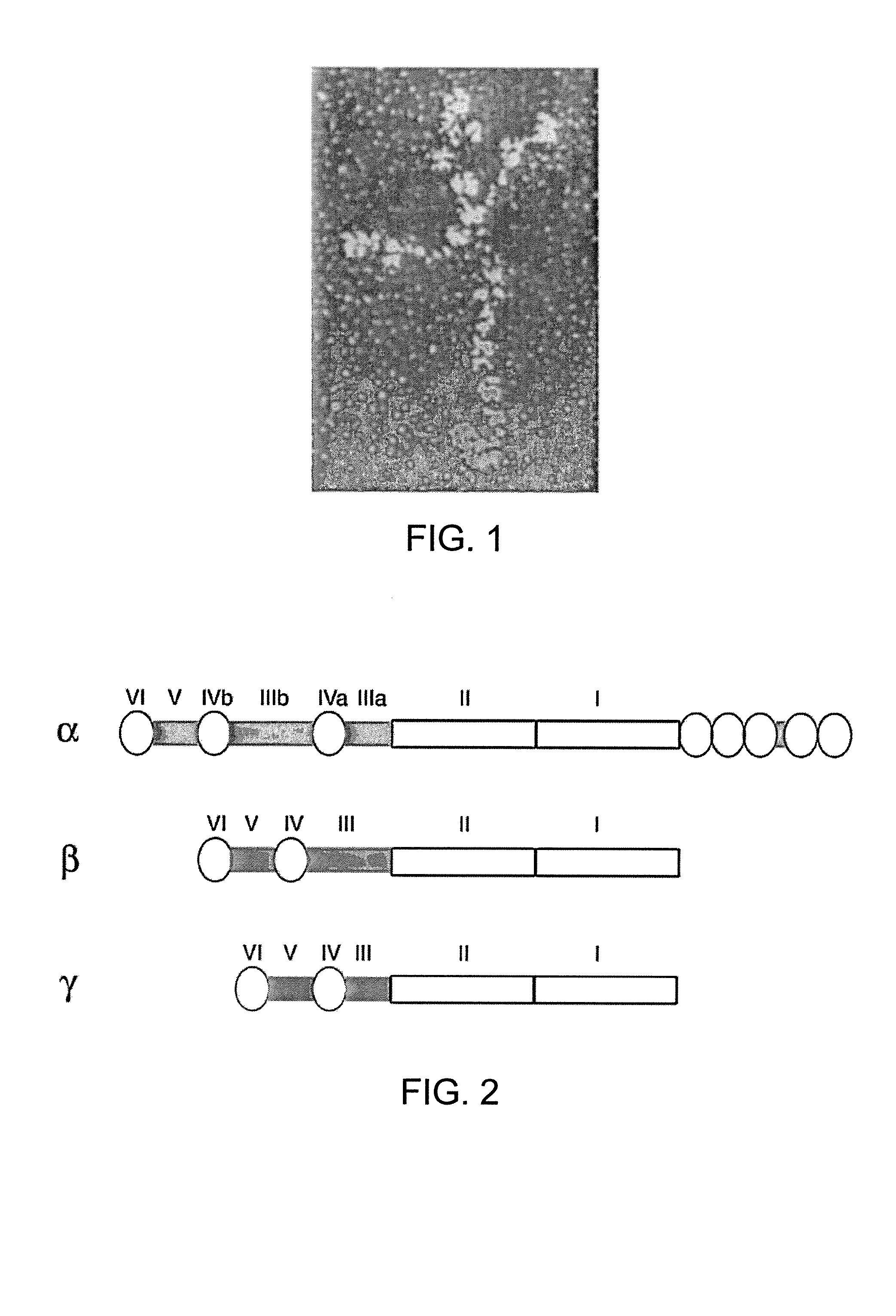 Recombinant laminin-521