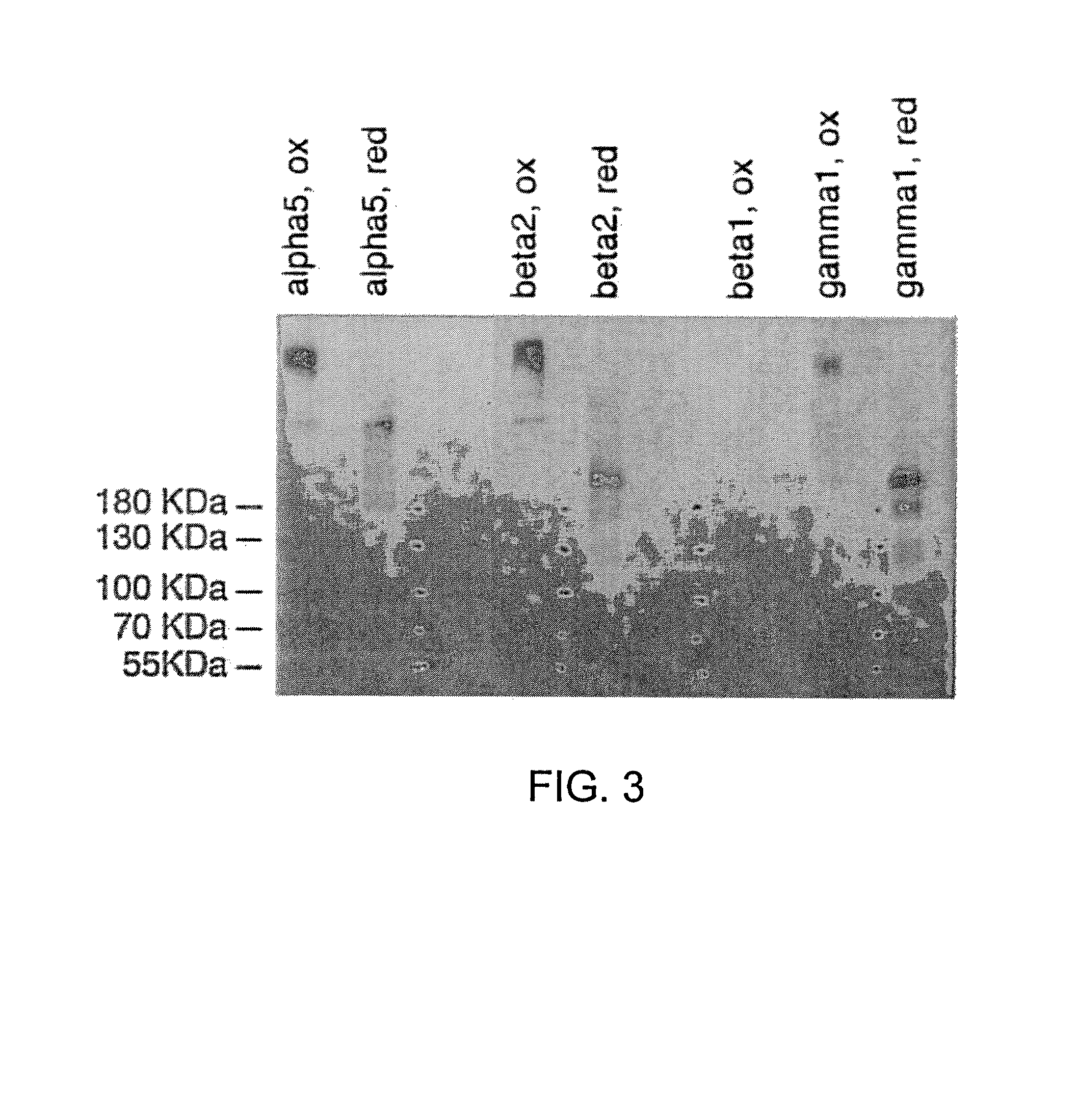 Recombinant laminin-521