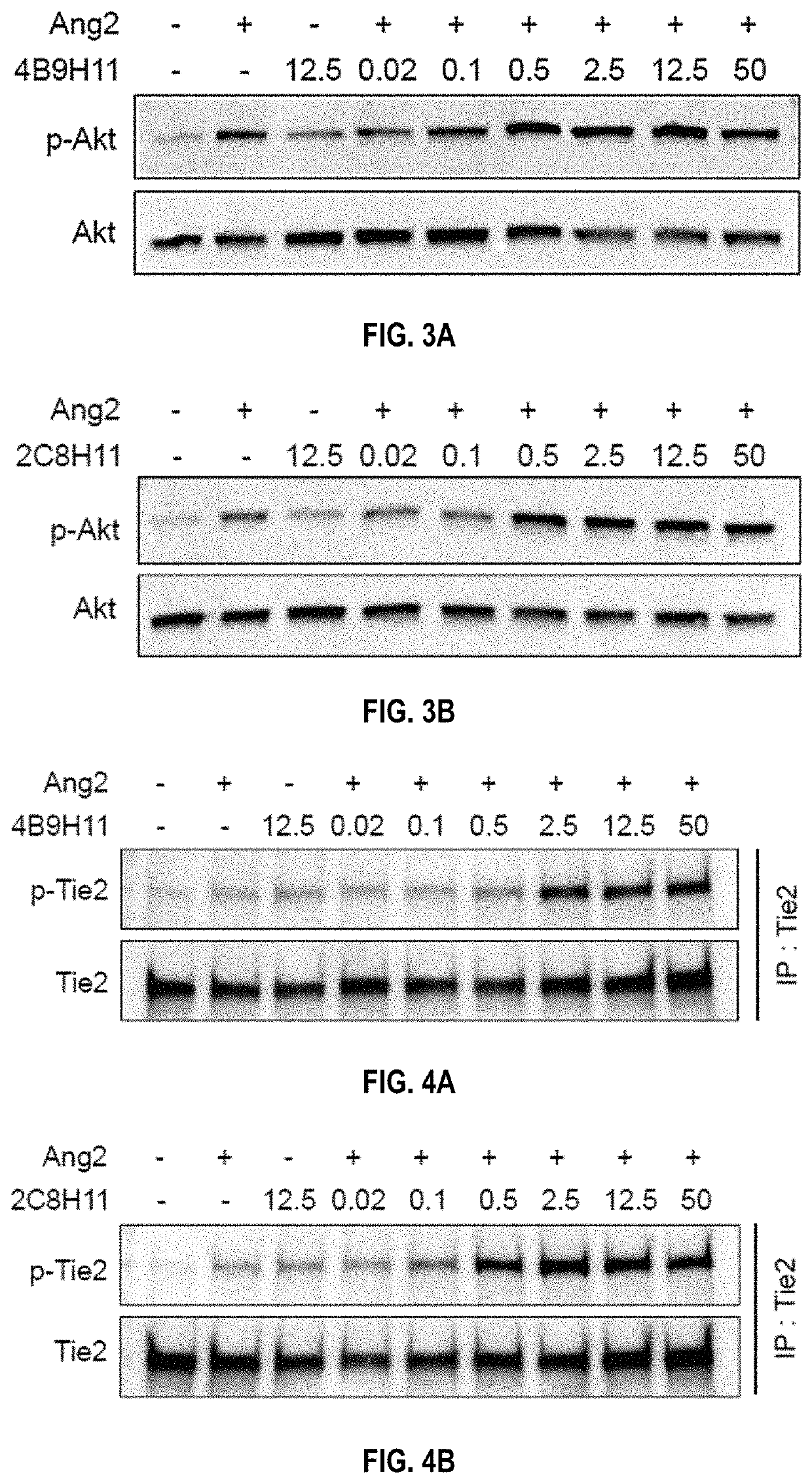 Anti-angiopoietin-2 antibodies that induce Tie2 activation