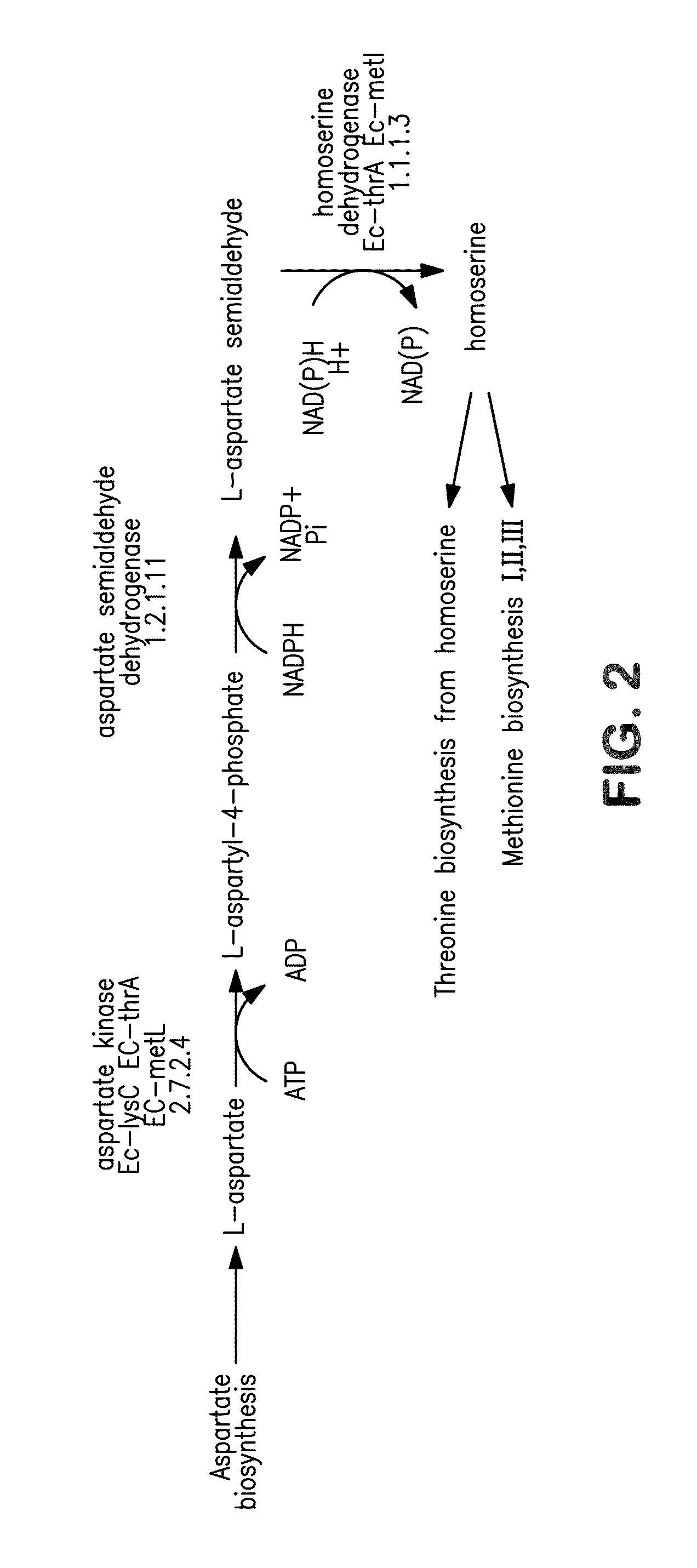 Microorganisms for producing 1,4-butanediol and methods related thereto