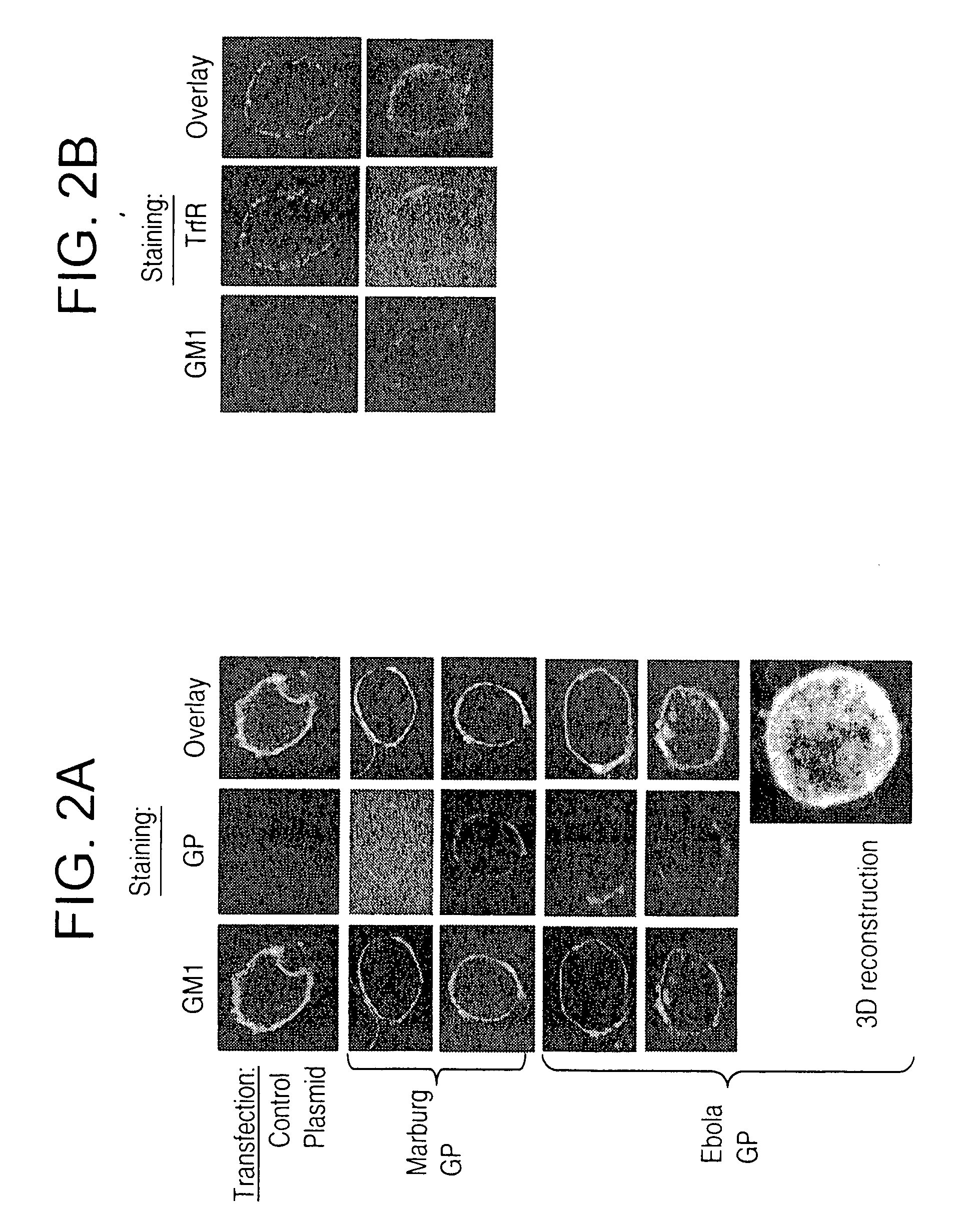 Generation of virus-like particles and use as panfilovirus vaccine