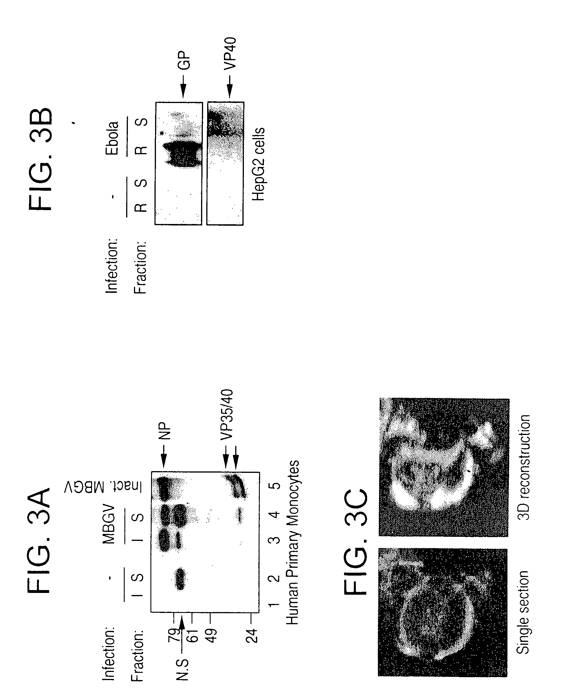 Generation of virus-like particles and use as panfilovirus vaccine