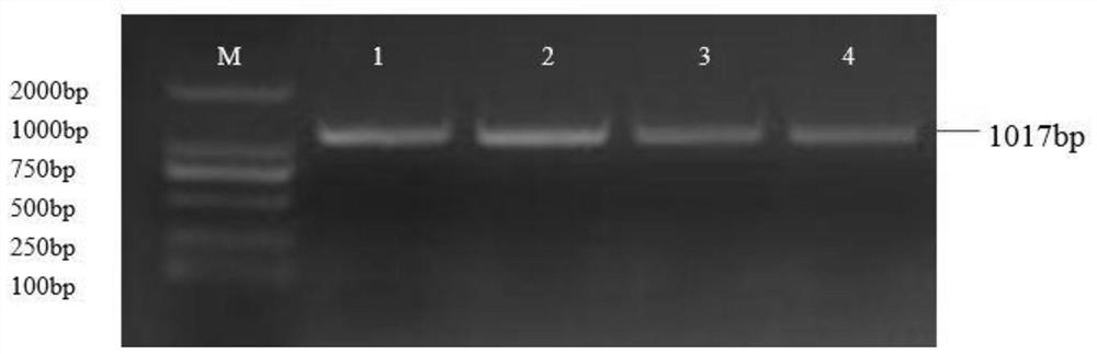 Application of gene gmmyb32 encoding soybean myb32 transcription factor