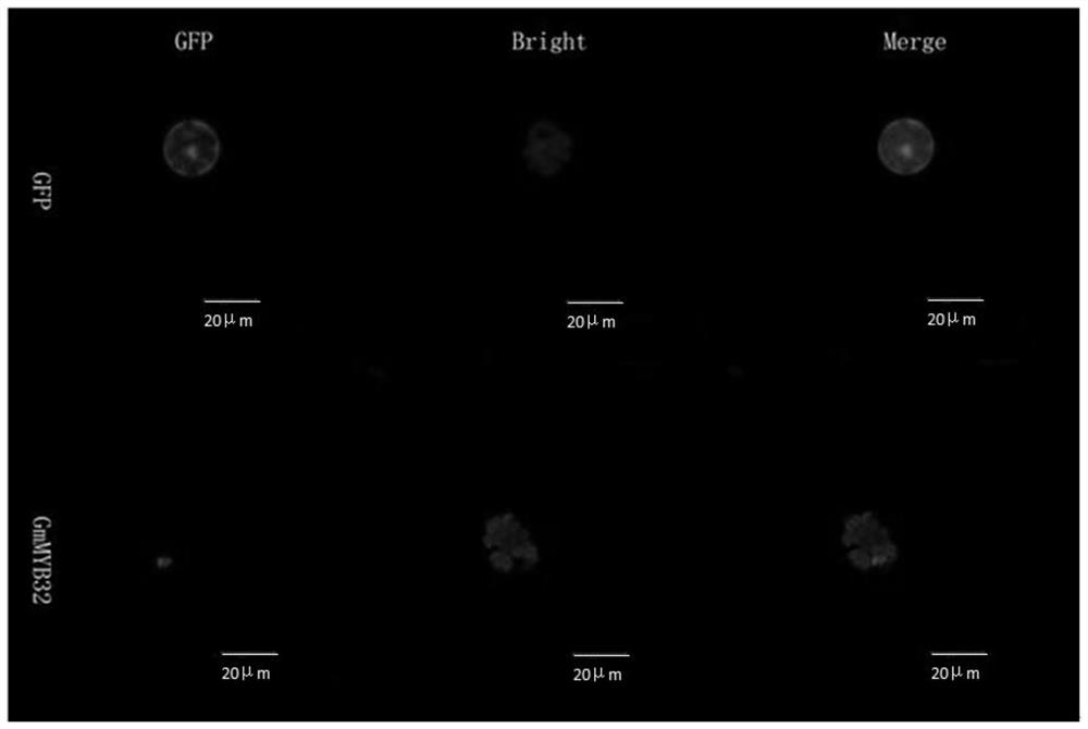 Application of gene gmmyb32 encoding soybean myb32 transcription factor