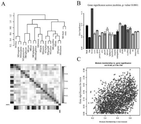 Biomarker genes for detecting colorectal cancer metastasis, application, kit and pharmaceutical composition