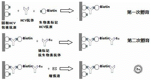 Antibody to hepatitis C virus time resolution detection kit and preparation method thereof