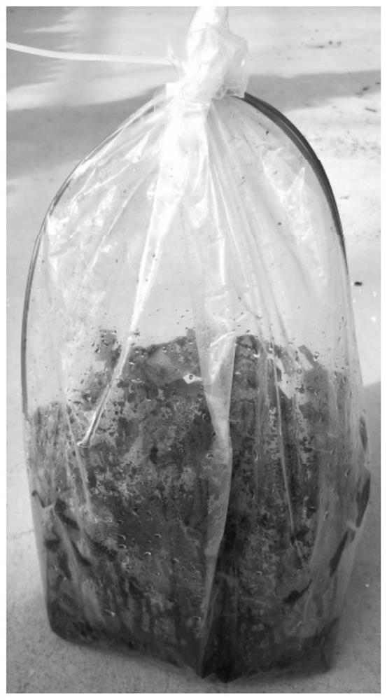 Organic cultivation method for anoectochilus formosanus in sealed environment