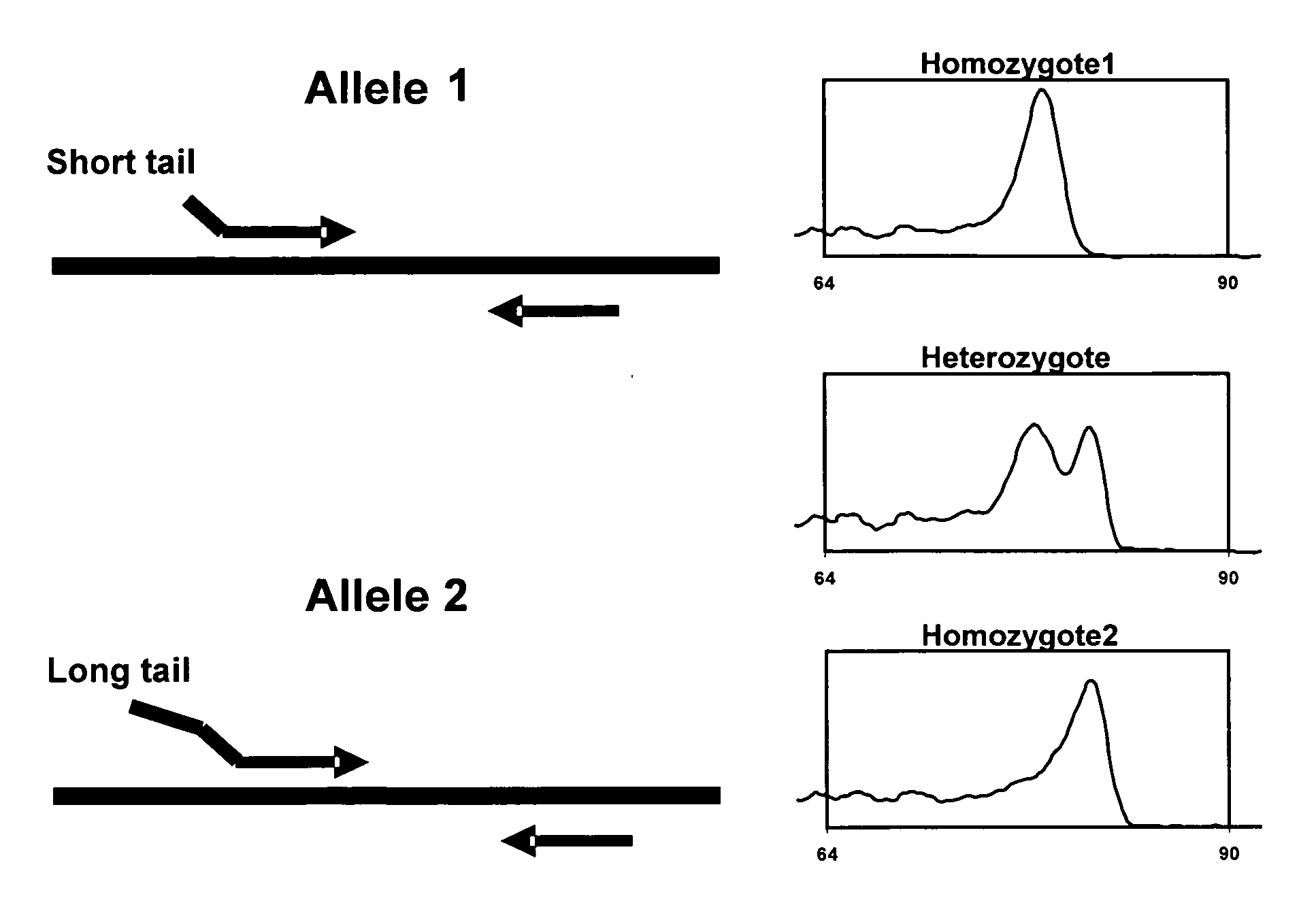 Methods of genotyping using differences in melting temperature