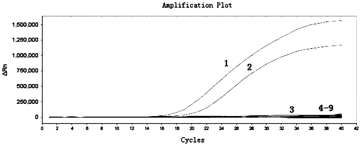 Amphimorphic FQ-PCR detection reagent kit for identifying African swine fever and swine fever virus wild strains