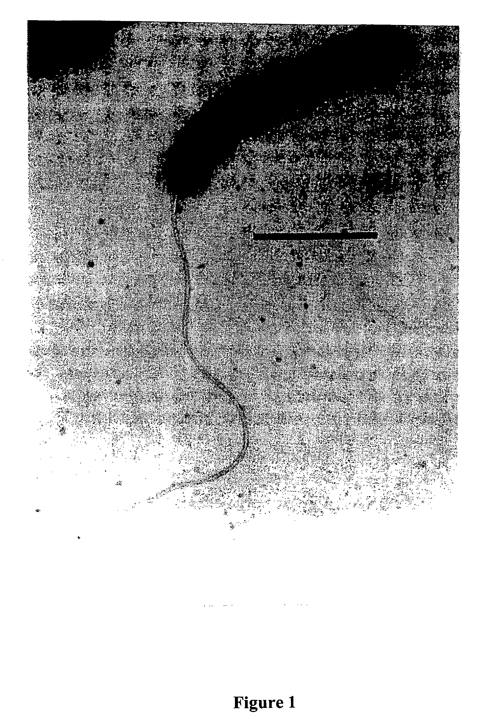 Alginases, systems containing alginases and methods of cloning, purifying and/or utilizing alginases