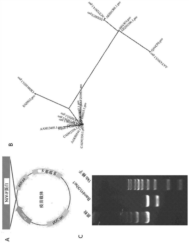 Vaccines against nipah virus, and methods of using same