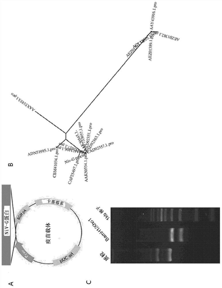 Vaccines against nipah virus, and methods of using same