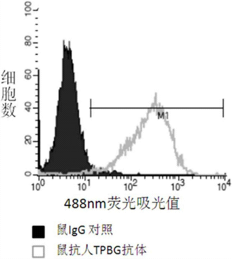TPBG antibody, and preparation method, conjugate and application thereof