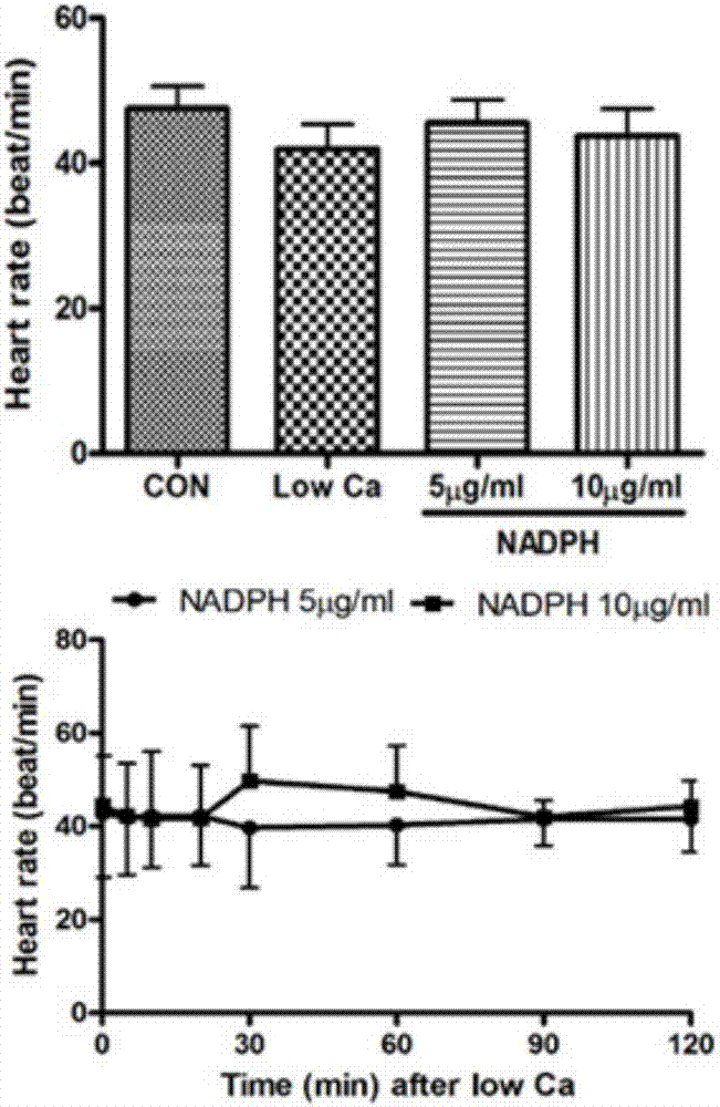 Application of NADPH (nicotinamide adenine dinucleotide phosphate) in preparation of medicine for treating cardiac hypertrophy and cardiac failure