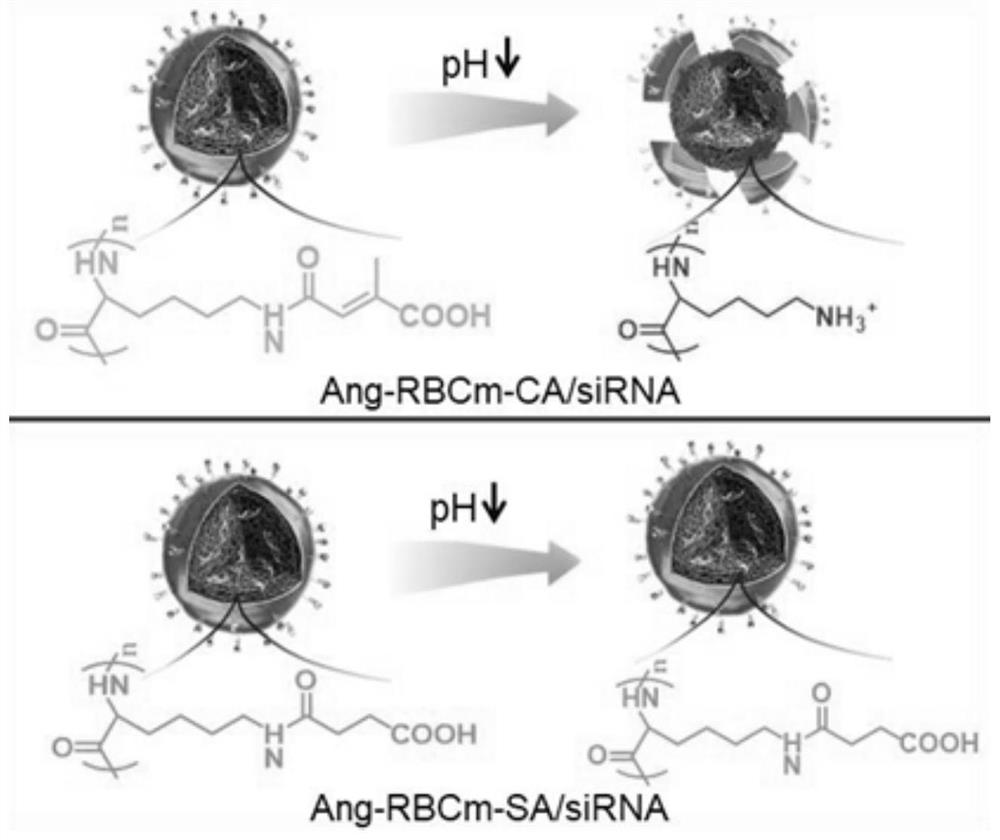 A biomimetic nanocarrier for the treatment of glioma and its preparation method