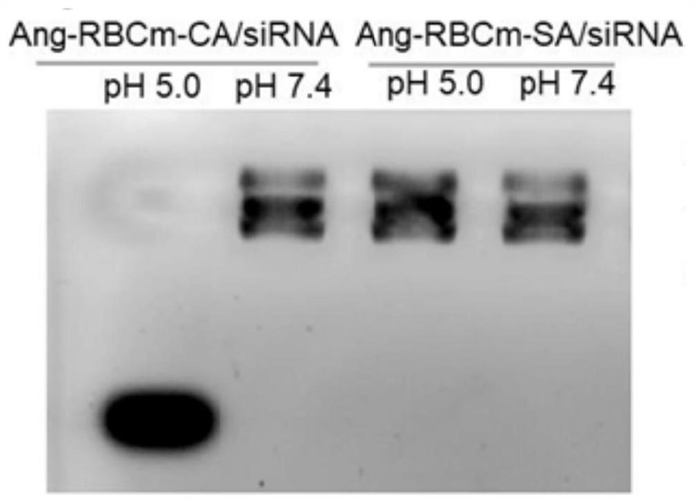 A biomimetic nanocarrier for the treatment of glioma and its preparation method