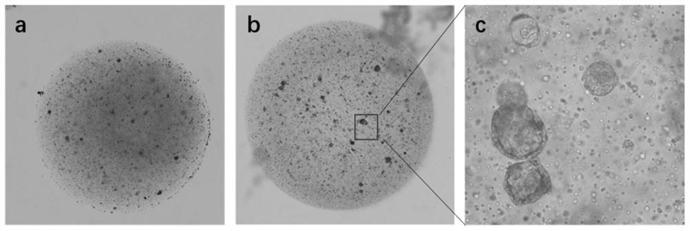 Gel composition, biological scaffold gel as well as preparation method and application of biological scaffold gel