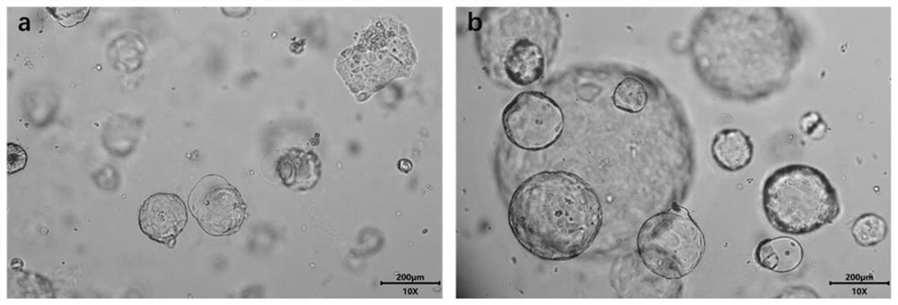 Gel composition, biological scaffold gel as well as preparation method and application of biological scaffold gel