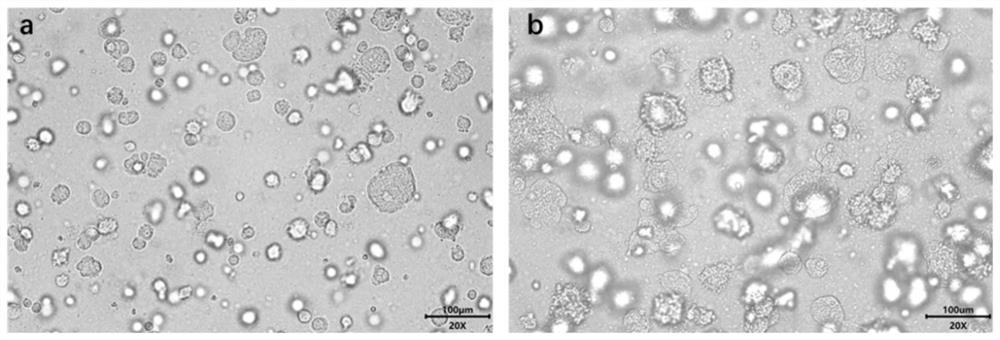 Gel composition, biological scaffold gel as well as preparation method and application of biological scaffold gel