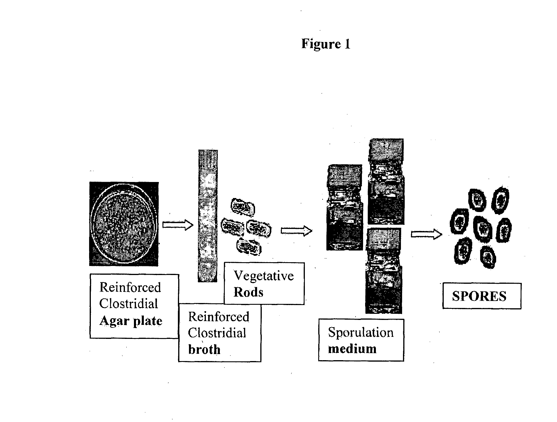 Compositions and methods of use