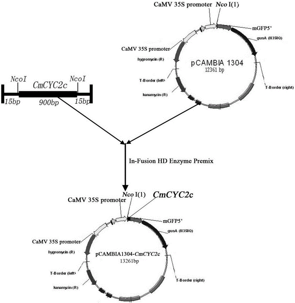 Symmetry gene CmCYC2c of chrysanthemum morifolium and application of symmetry gene CmCYC2c