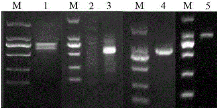 Symmetry gene CmCYC2c of chrysanthemum morifolium and application of symmetry gene CmCYC2c