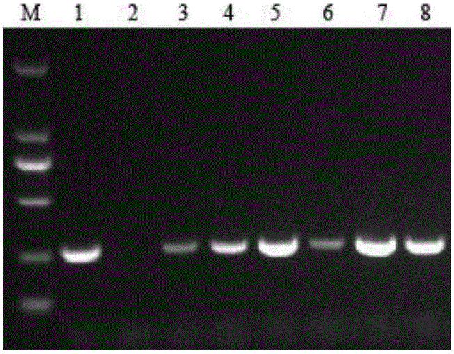 Symmetry gene CmCYC2c of chrysanthemum morifolium and application of symmetry gene CmCYC2c