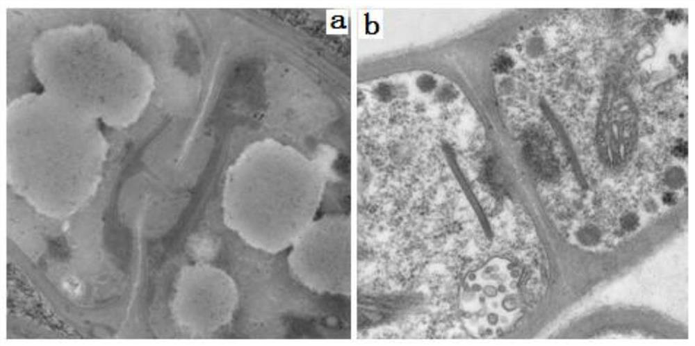 Group of aroma-producing fungi in Paphiopedilum barbigerum Tang etWang roots and application