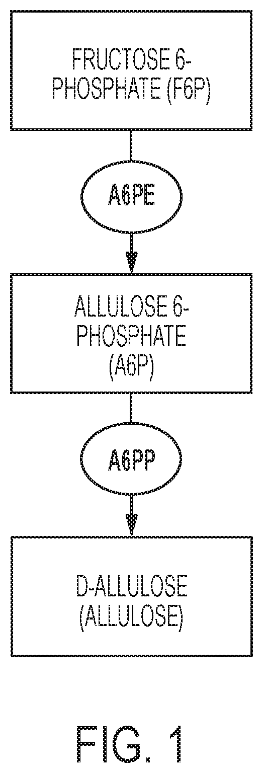 Enzymatic production of d-allulose