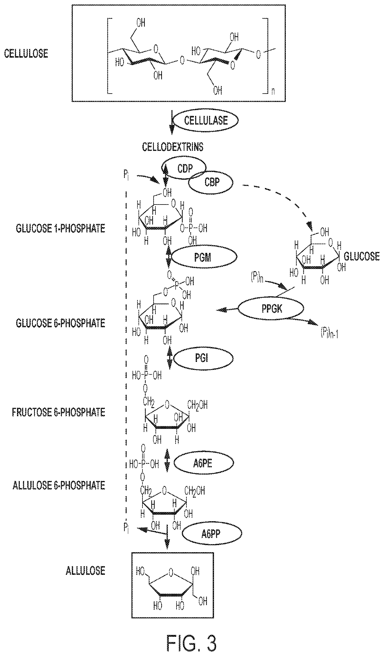 Enzymatic production of d-allulose