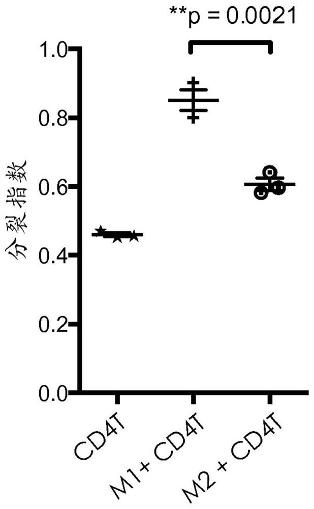 Beta-glucan methods and compositions that affect the tumor microenvironment