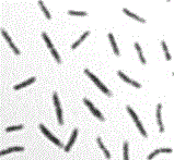 Bacillus aryabhattai J5 and application thereof
