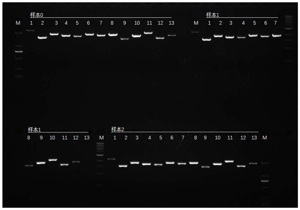 Primer, kit and analysis method for ADTKD gene mutation detection