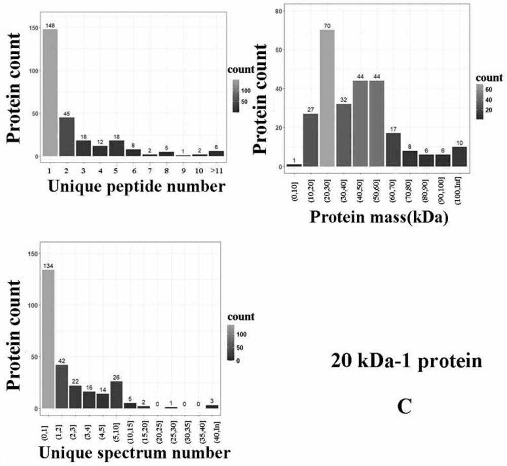 Extraction method of China-hemp seed storage protein