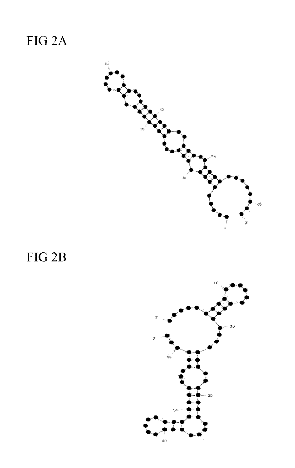 Aptamers of surface proteins of periodontal pathogens and uses thereof