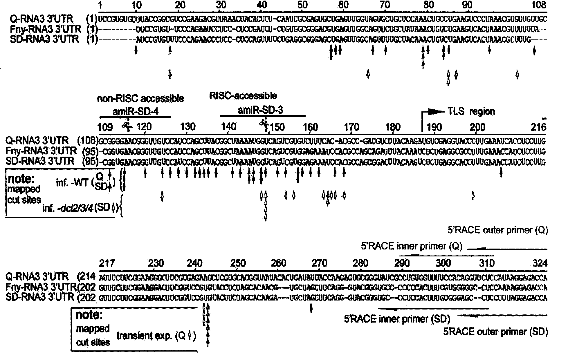 RNA induced silencing complex mediated shearing site and uses thereof