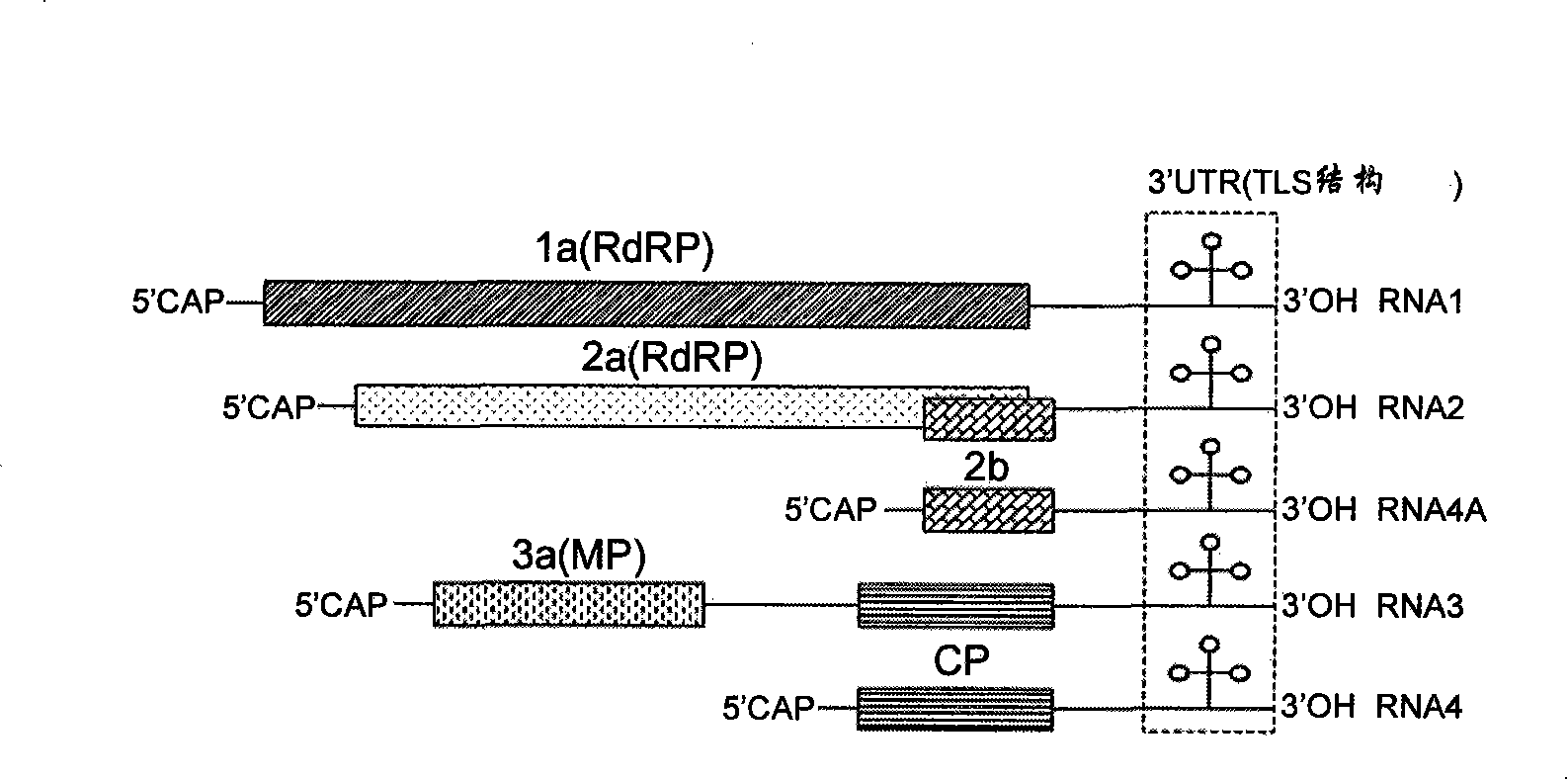 RNA induced silencing complex mediated shearing site and uses thereof
